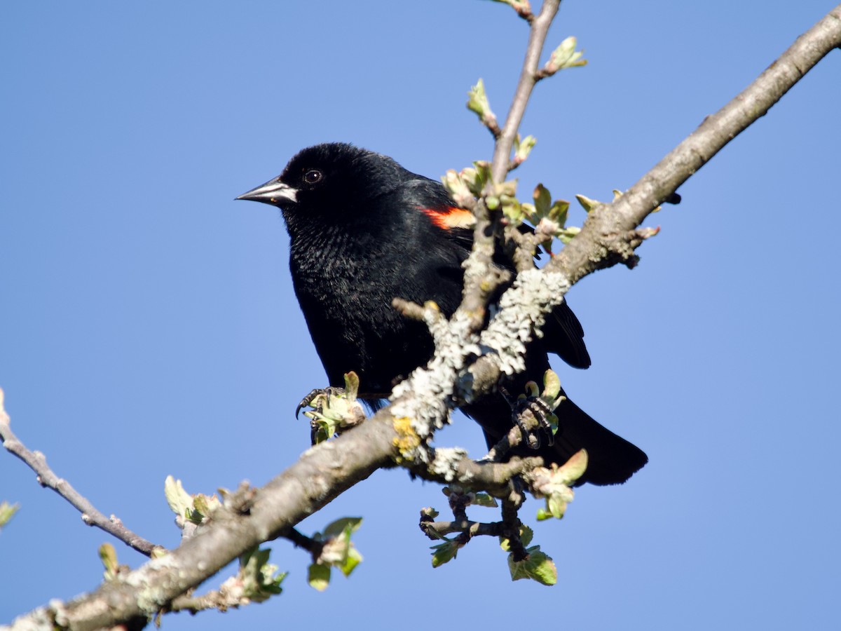 Red-winged Blackbird - ML617982854