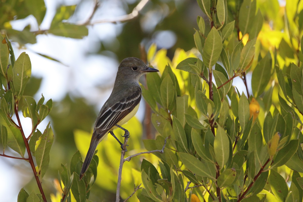 Great Crested Flycatcher - ML617982869