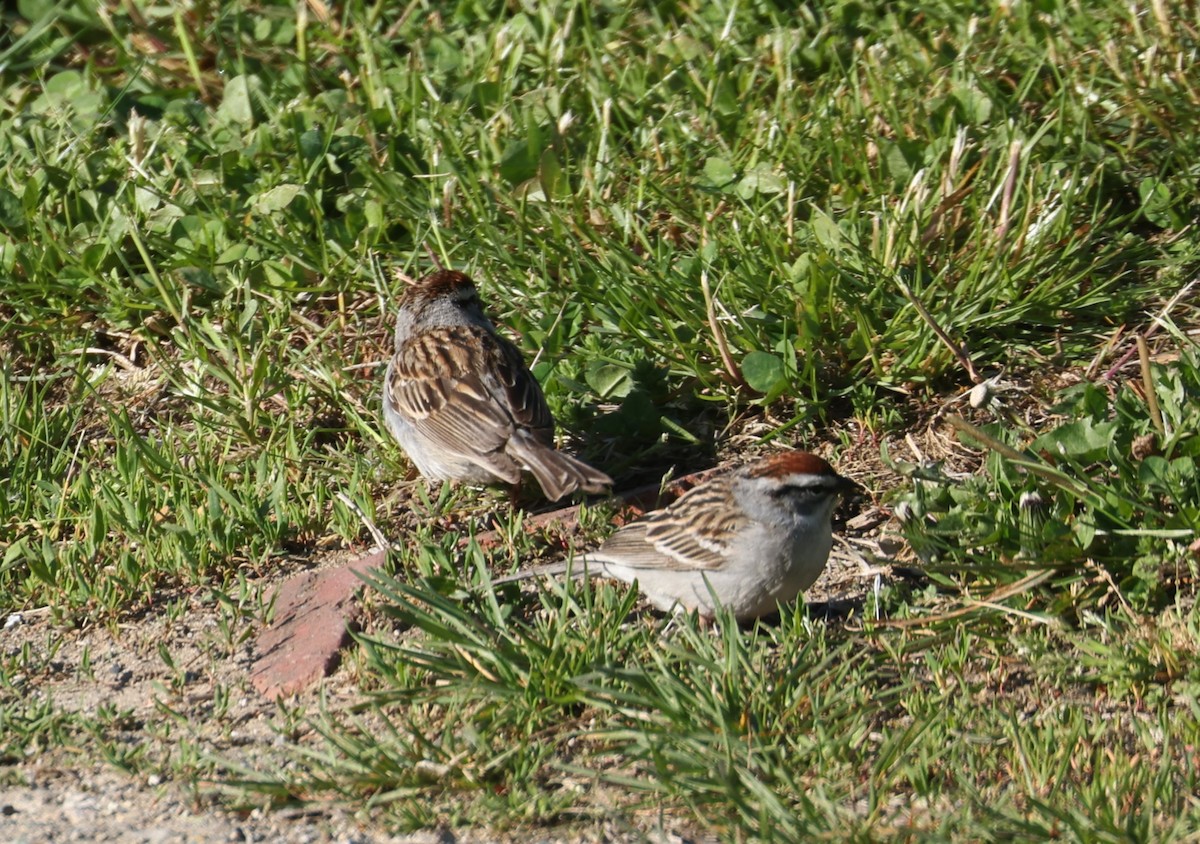 Chipping Sparrow - ML617982880