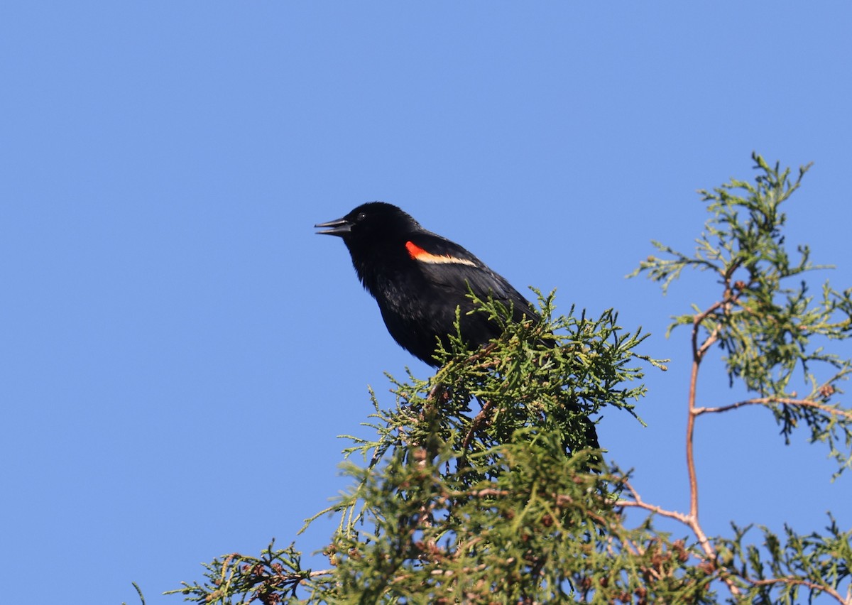 Red-winged Blackbird - ML617982913