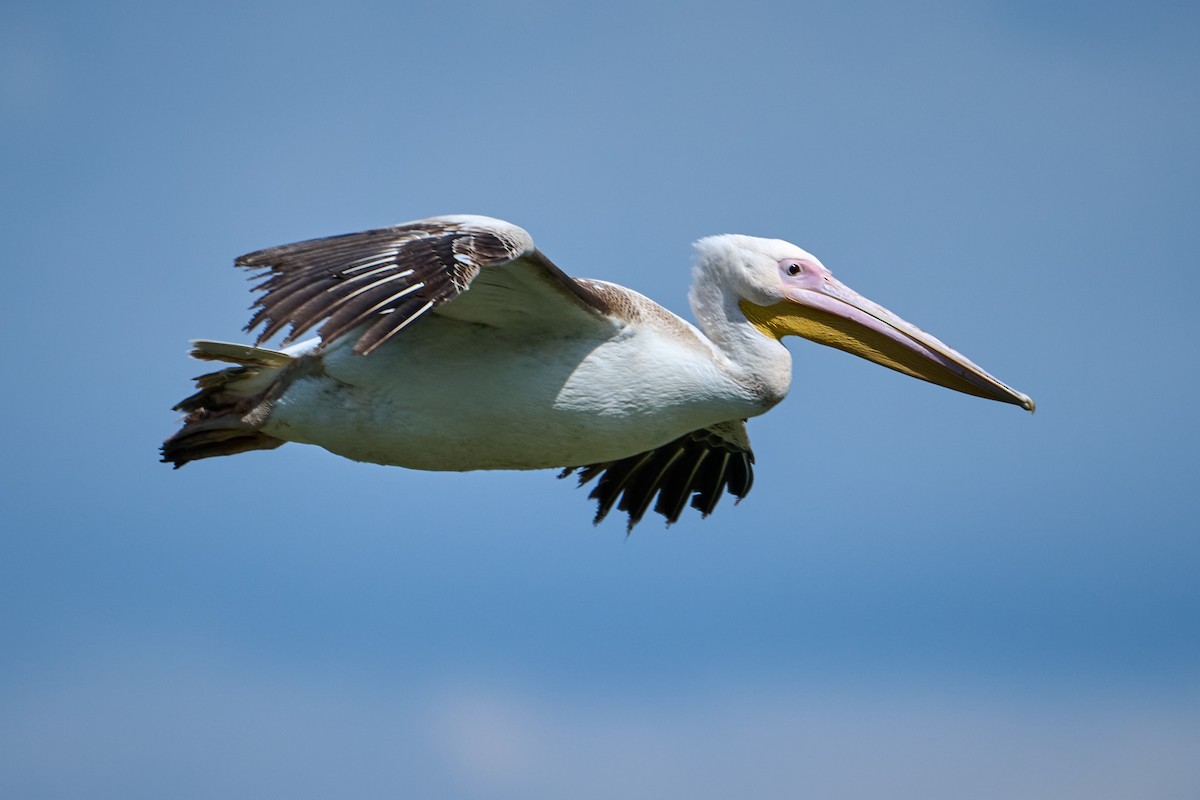 Great White Pelican - Tomáš Grim