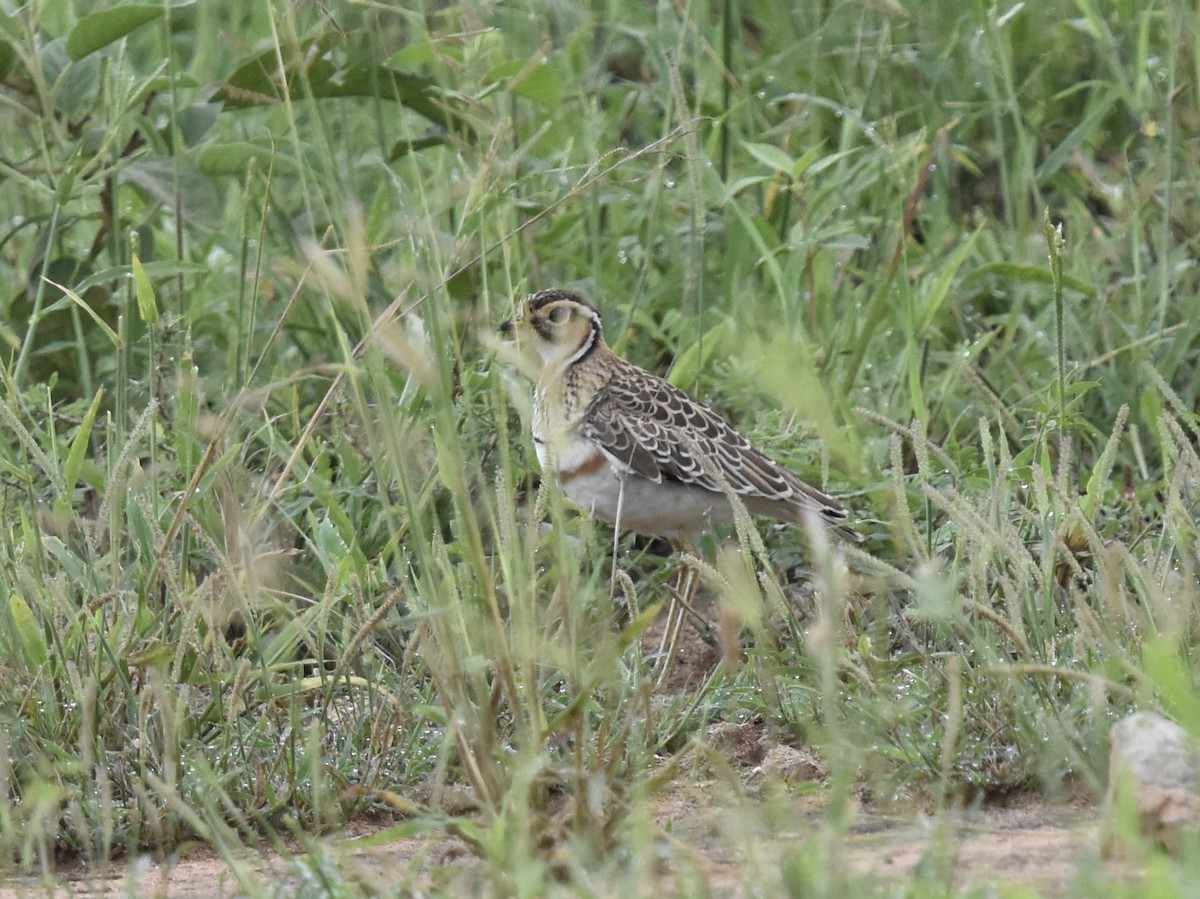 Three-banded Courser - ML617982936