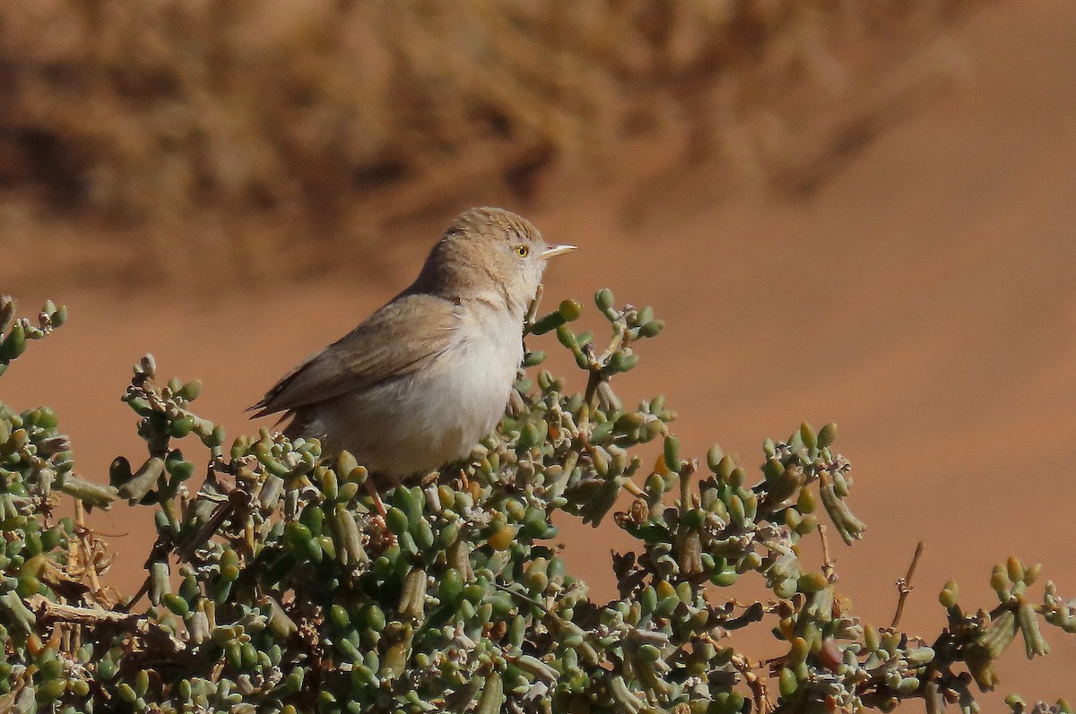 African Desert Warbler - ML617982946