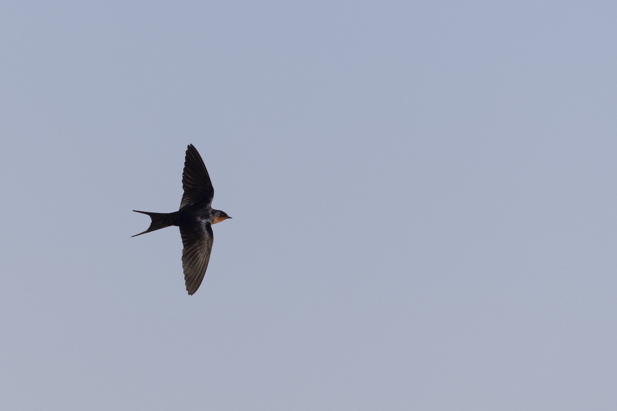 Barn Swallow - Vinayak Hebbagil