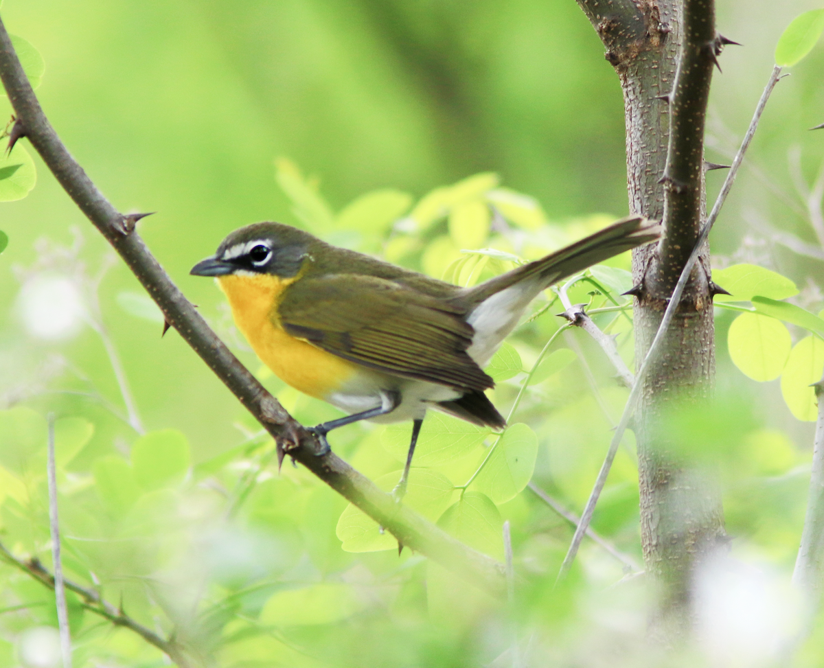 Yellow-breasted Chat - ML617982976