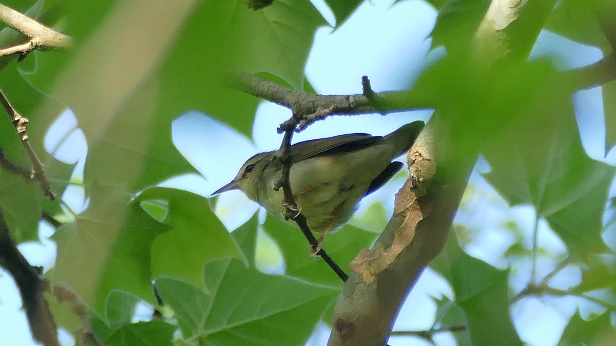 Swainson's Warbler - Avery Fish