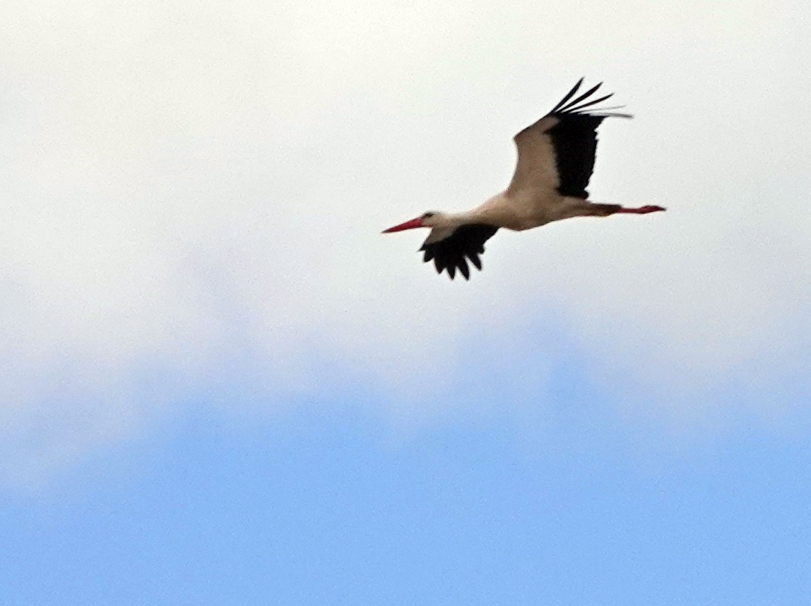 White Stork - ML617983008