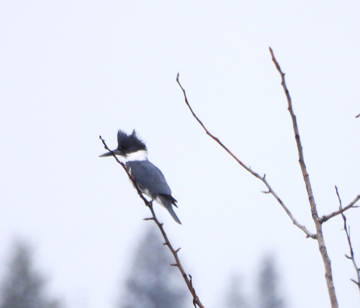 Belted Kingfisher - Don Manson