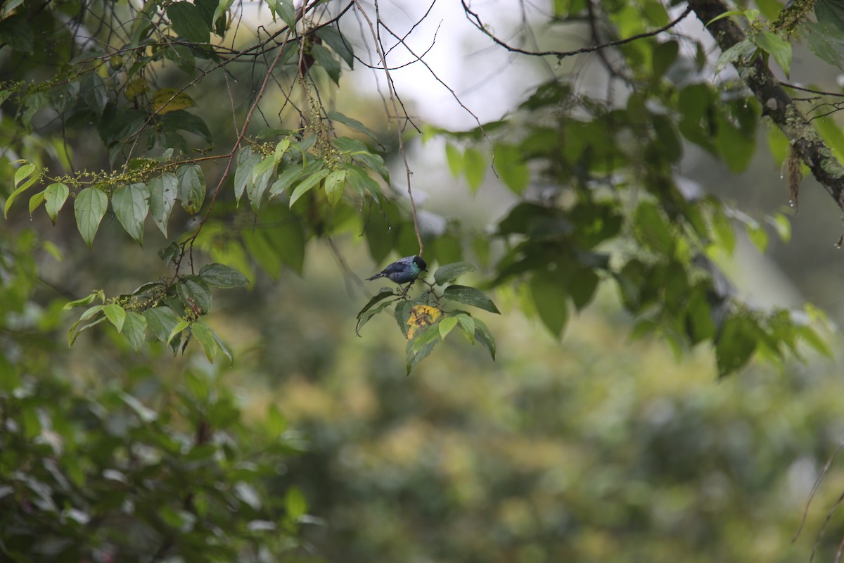 Black-capped Tanager - ML617983045