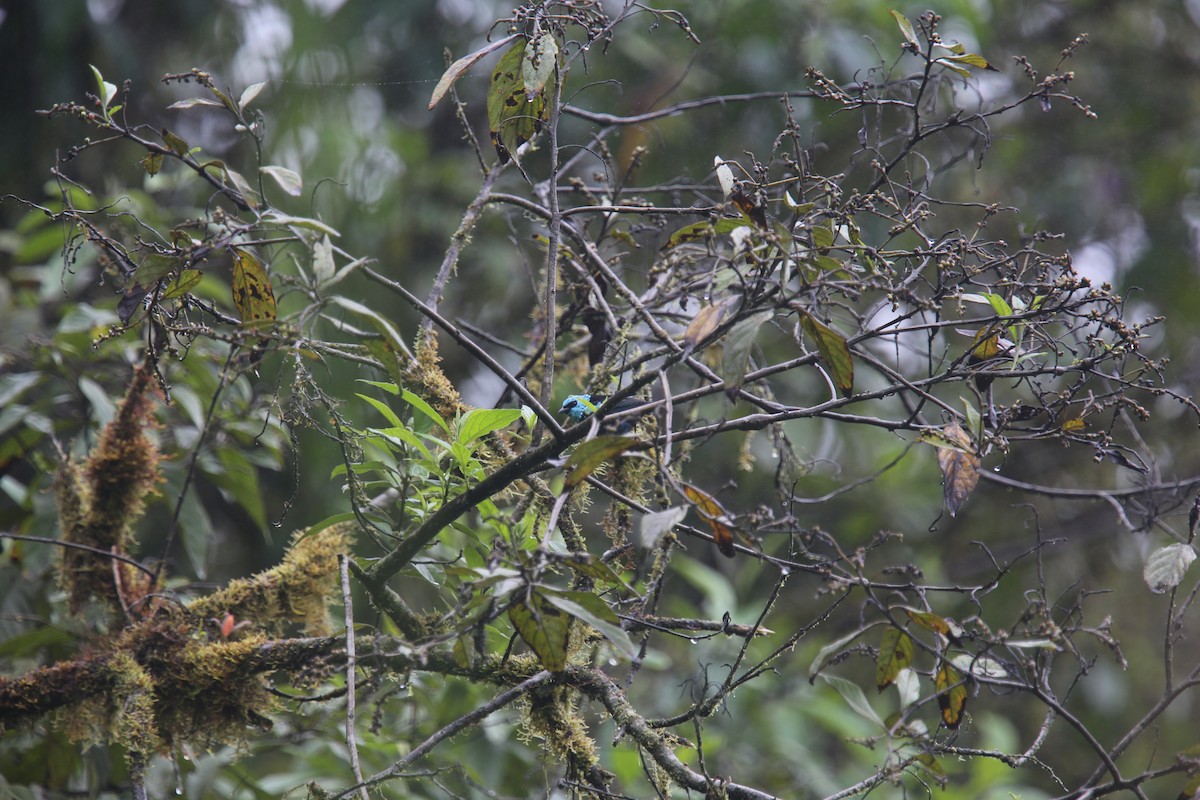 Blue-necked Tanager - ML617983063