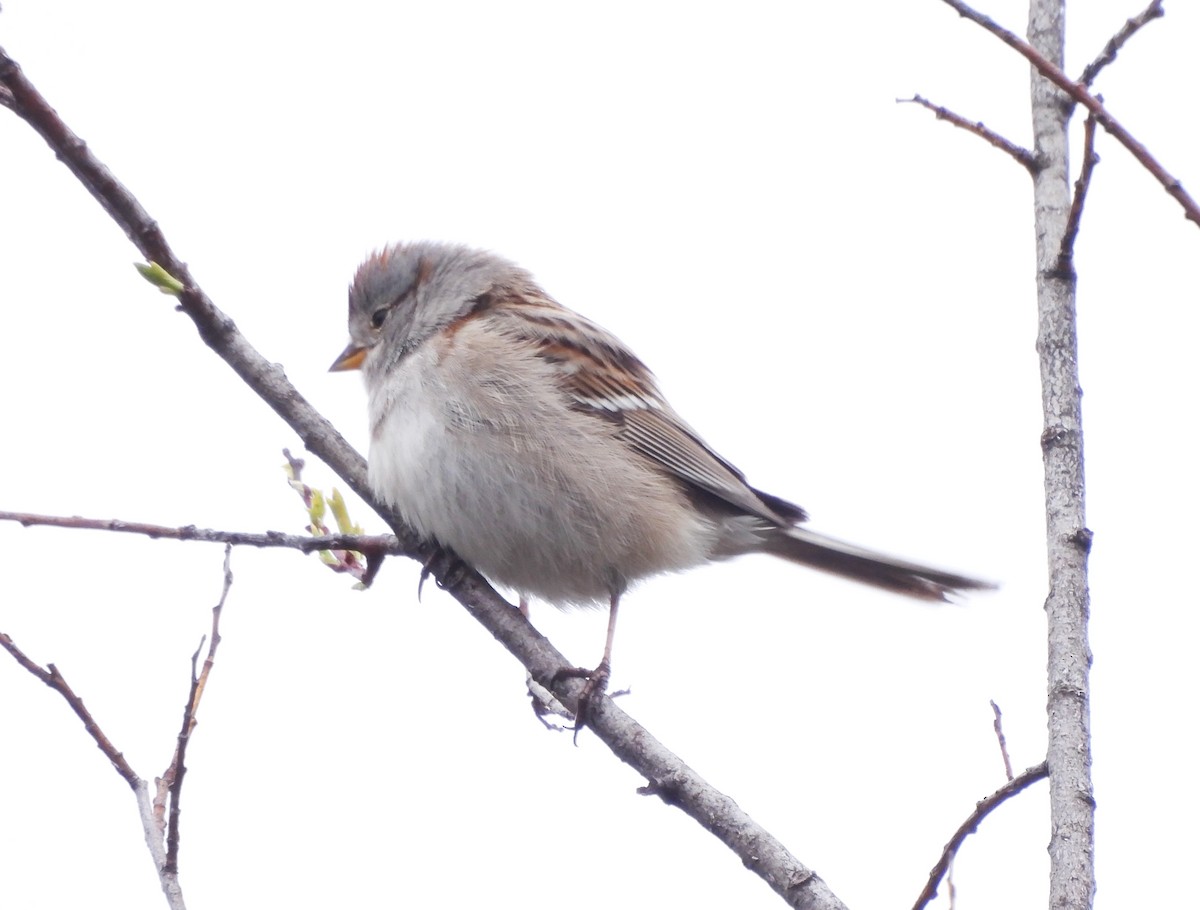 American Tree Sparrow - ML617983087