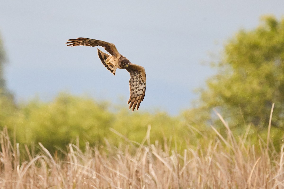Northern Harrier - Ed Yong