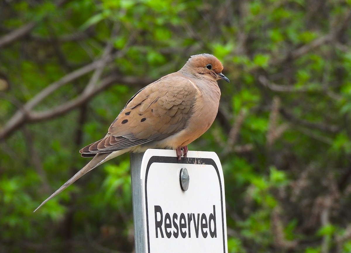 Mourning Dove - Ted Floyd