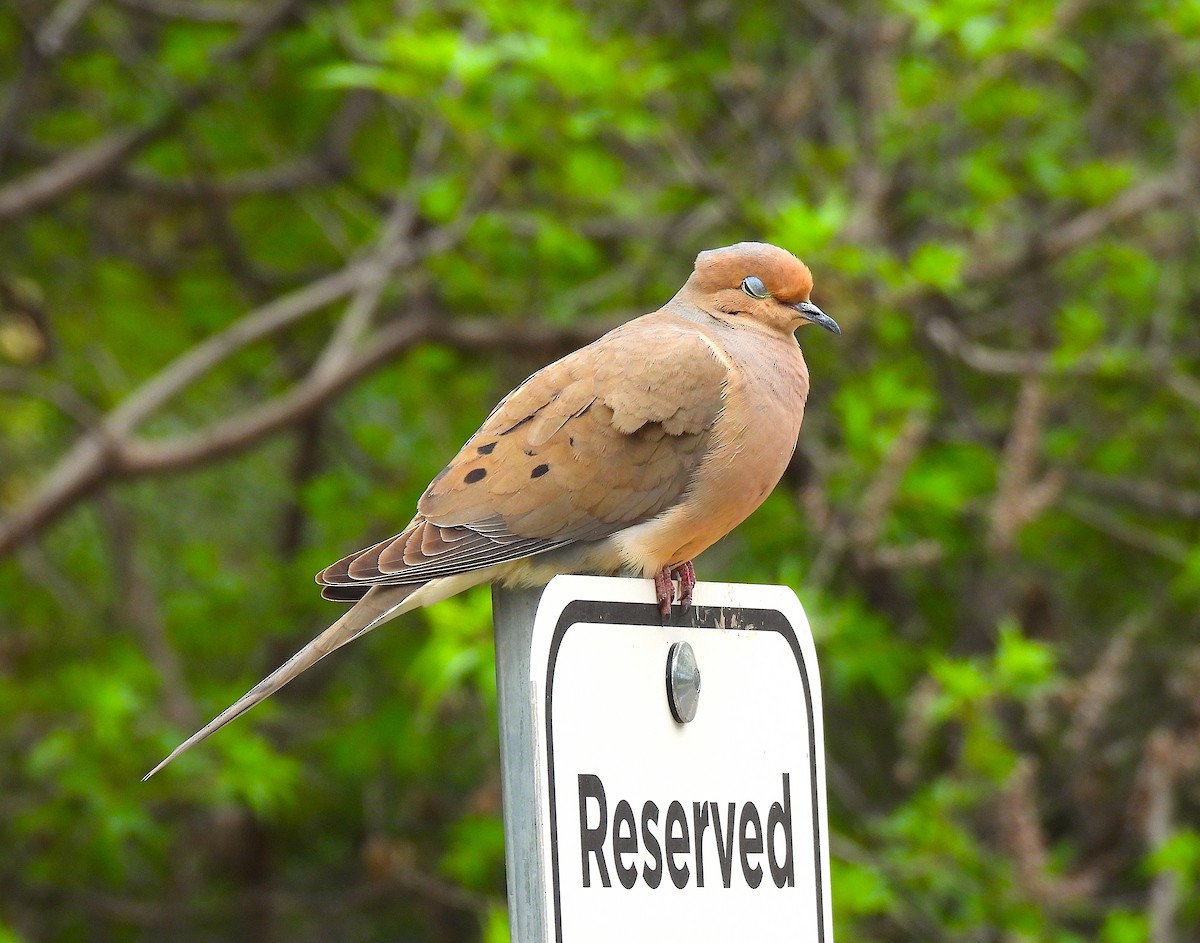 Mourning Dove - Ted Floyd