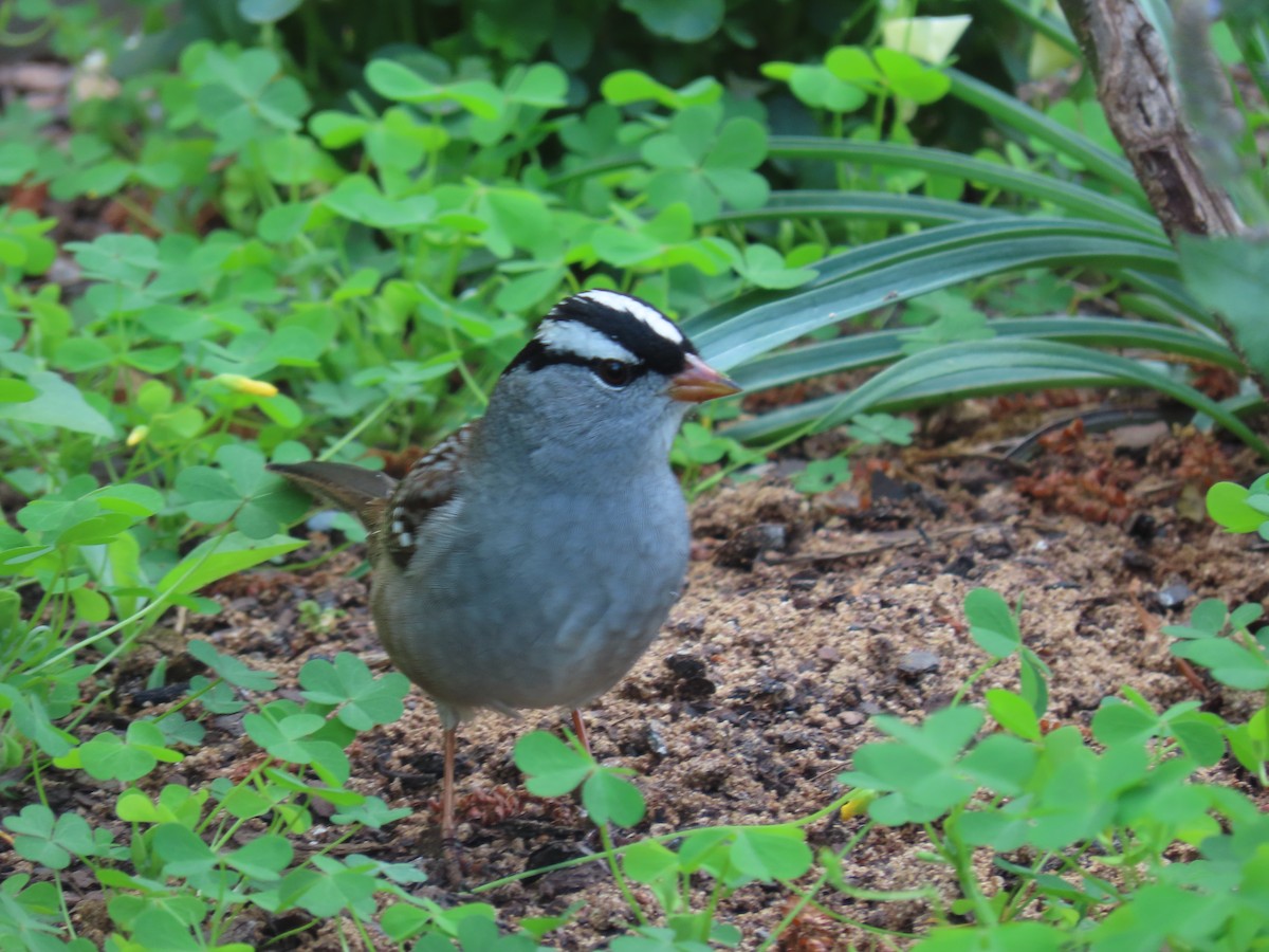 White-crowned Sparrow - ML617983143