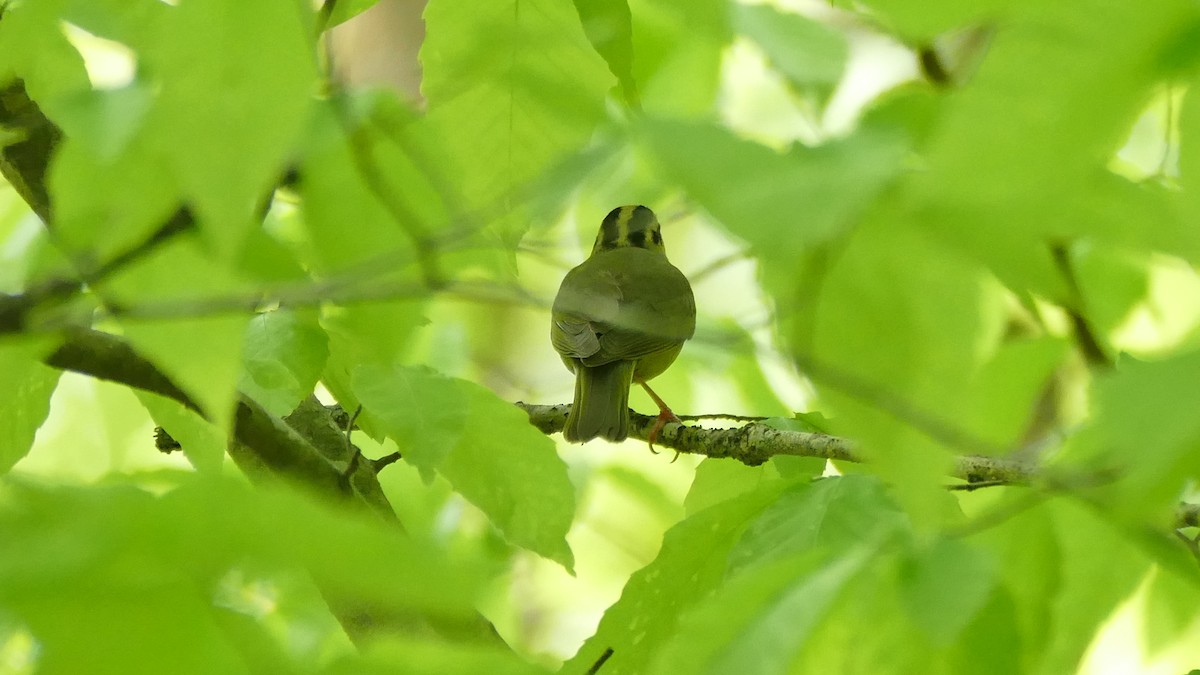 Worm-eating Warbler - Avery Fish