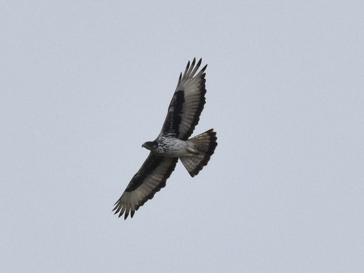 African Hawk-Eagle - ML617983213