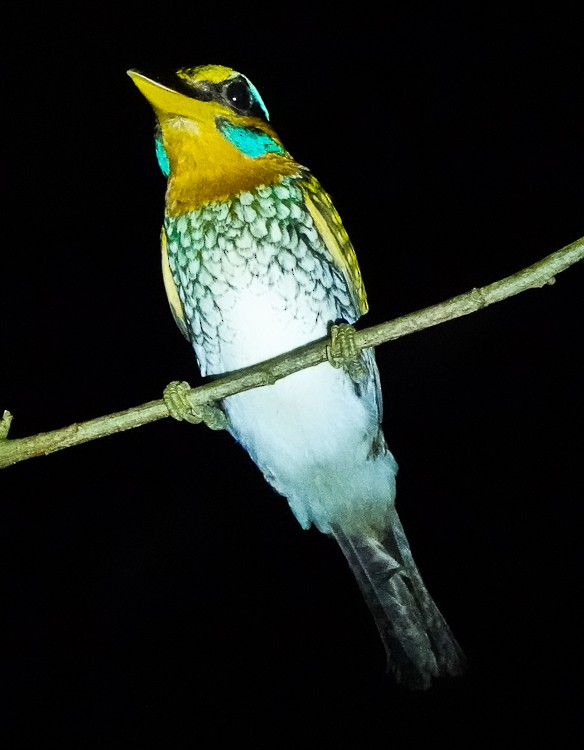 Spotted Kingfisher - ML617983232