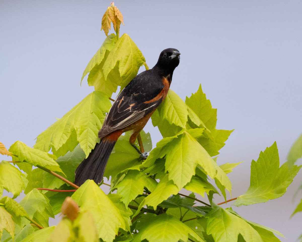 Orchard Oriole - ML617983302