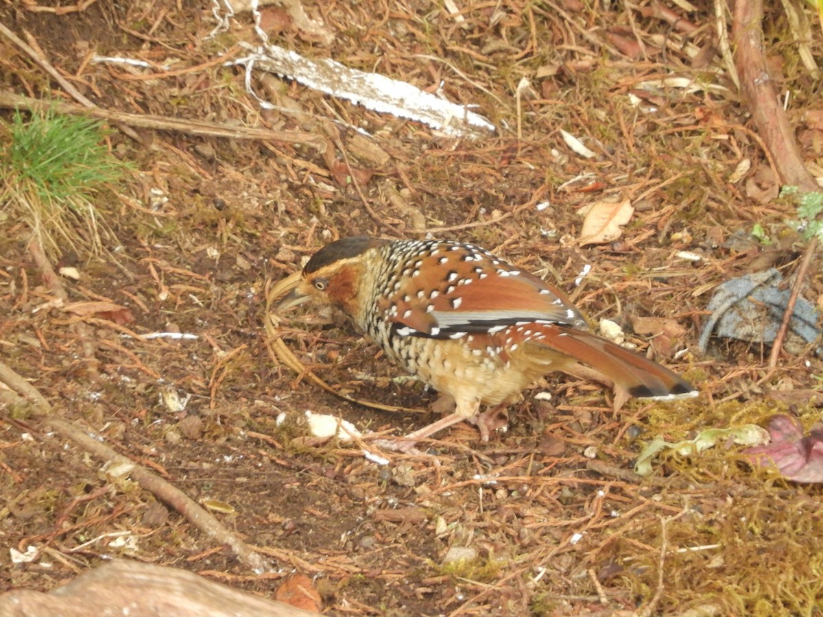 Spotted Laughingthrush - ML617983323