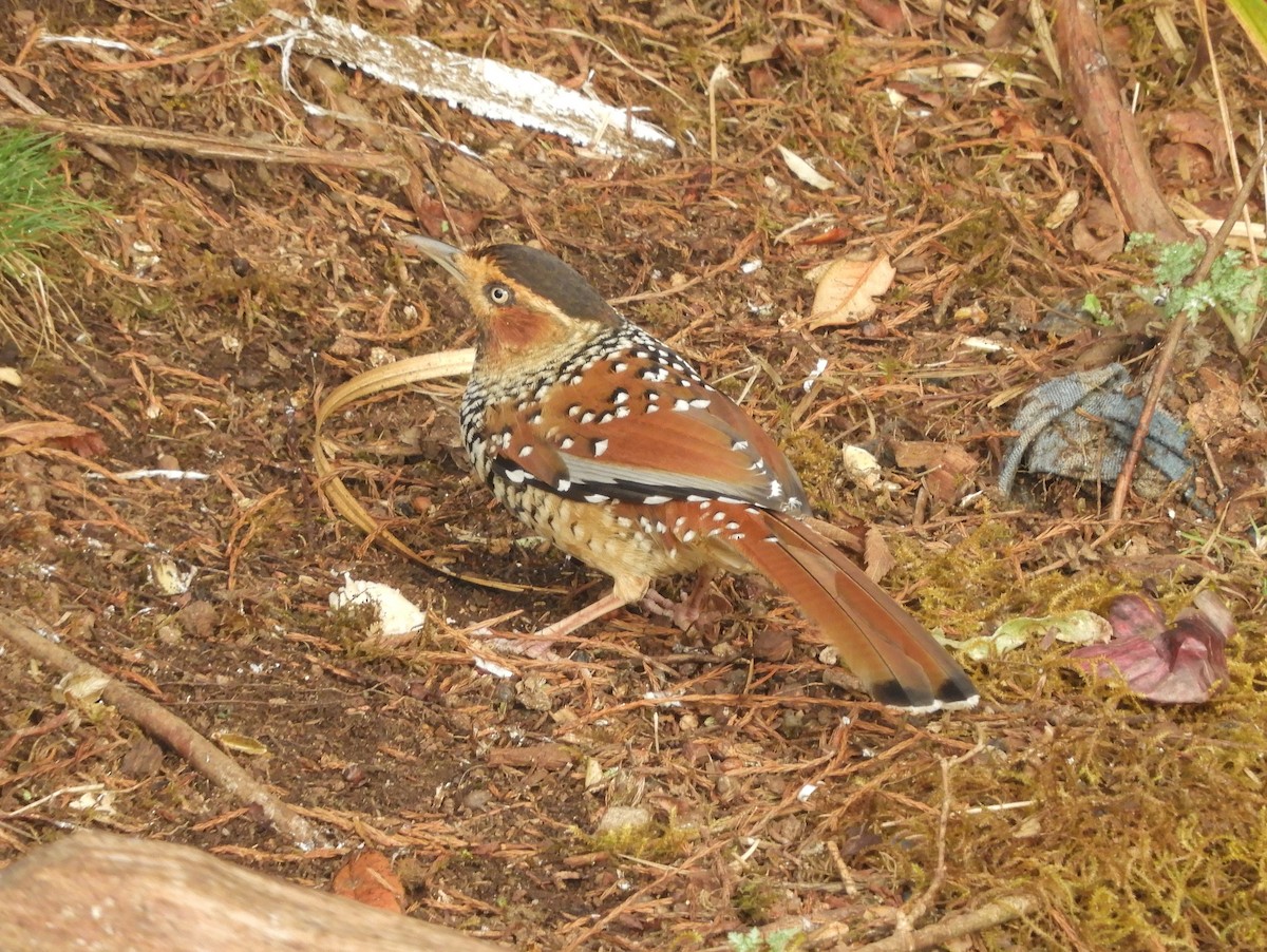Spotted Laughingthrush - ML617983324