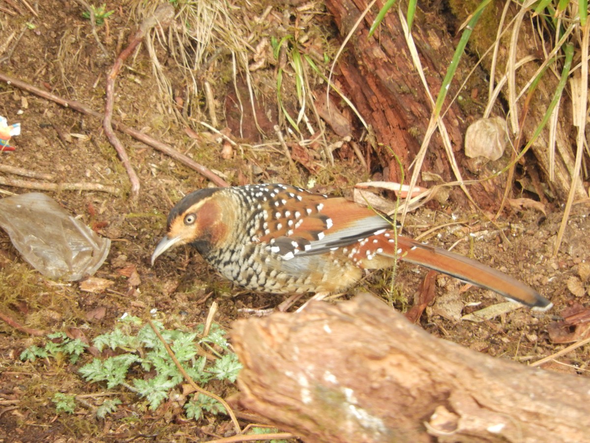 Spotted Laughingthrush - ML617983326