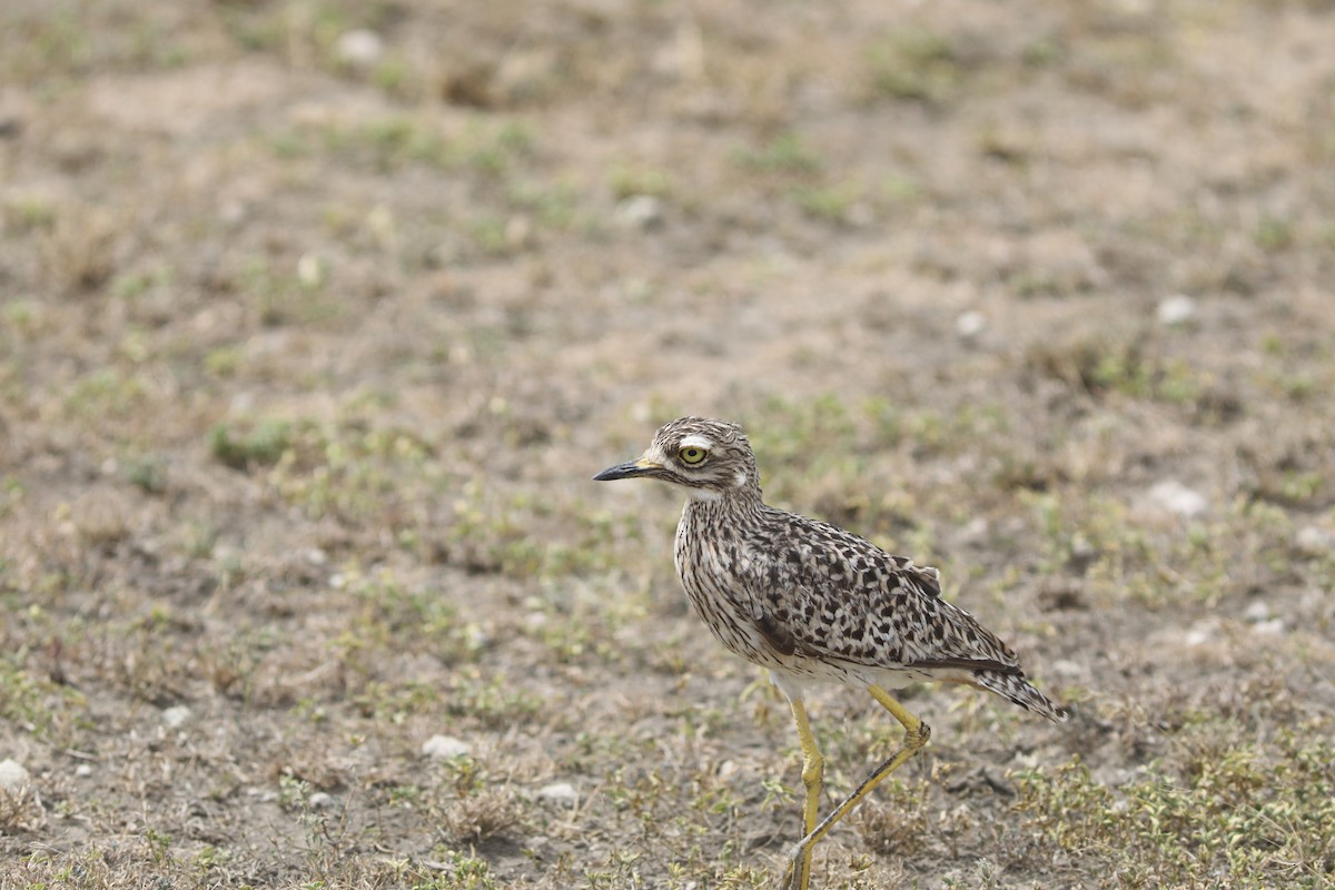 Spotted Thick-knee - ML617983331