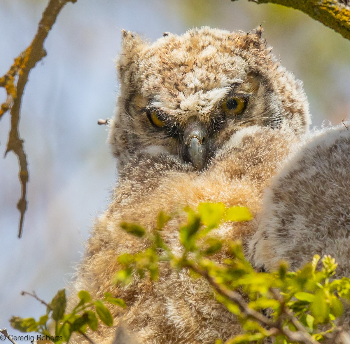 Great Horned Owl - ML617983363