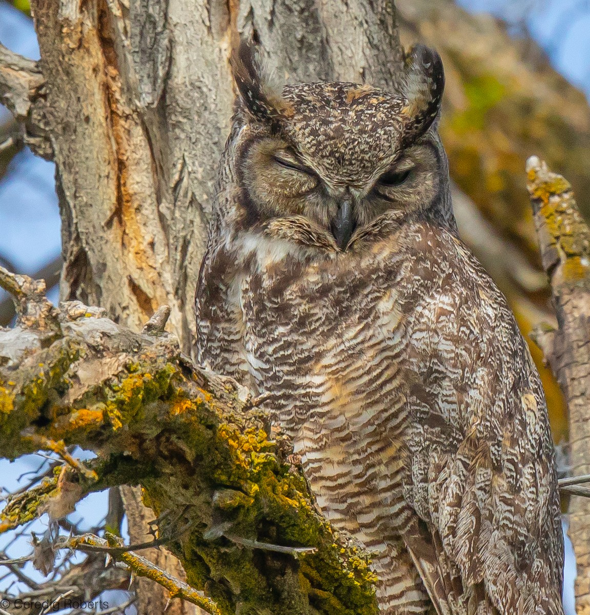 Great Horned Owl - ML617983364