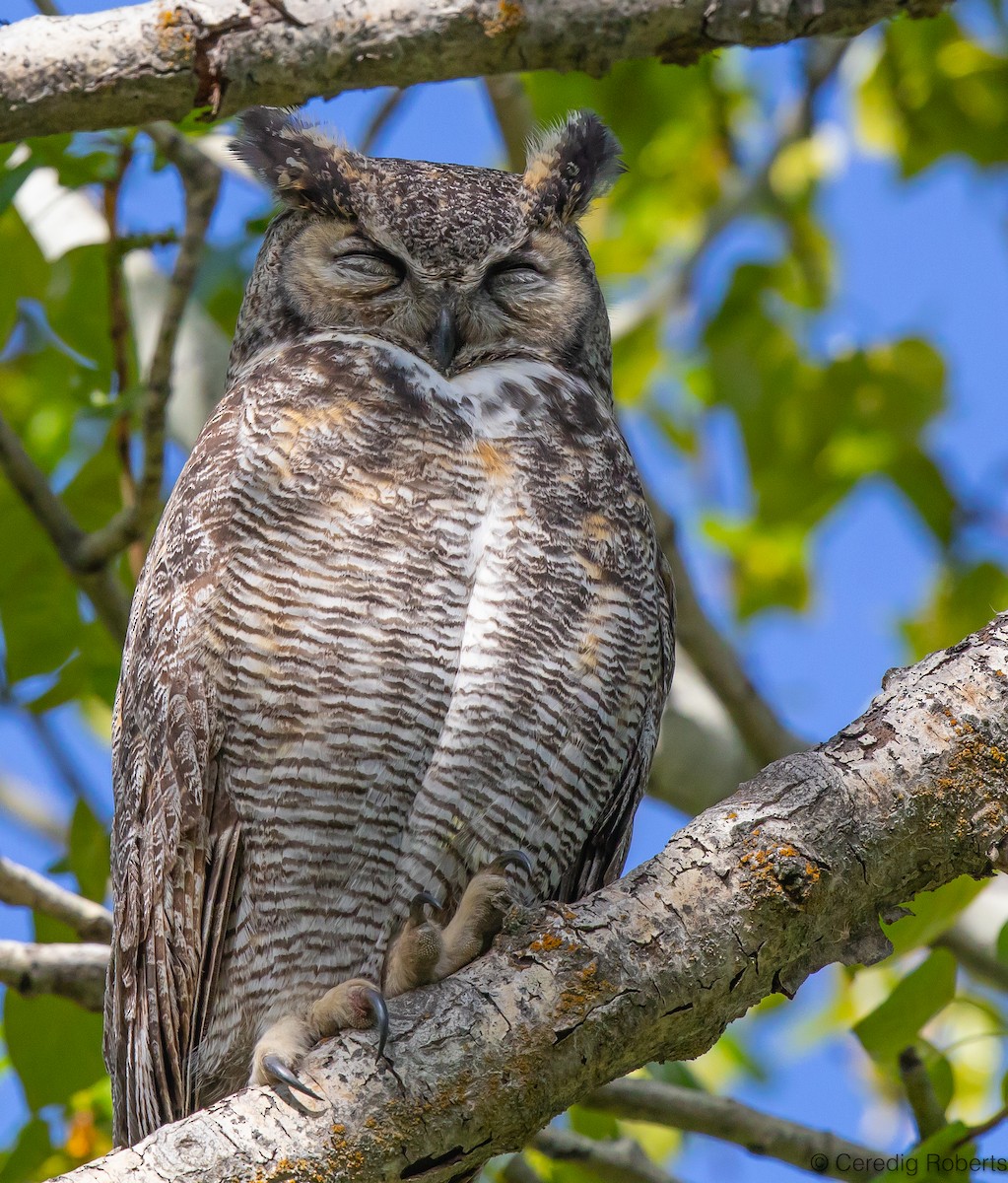 Great Horned Owl - Ceredig  Roberts