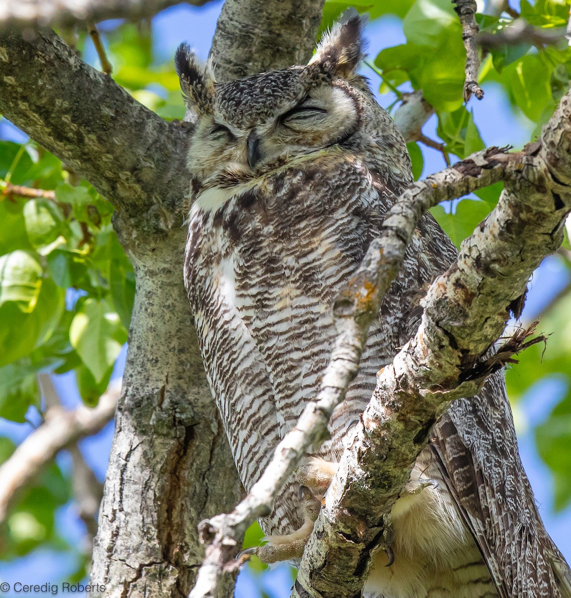 Great Horned Owl - ML617983366