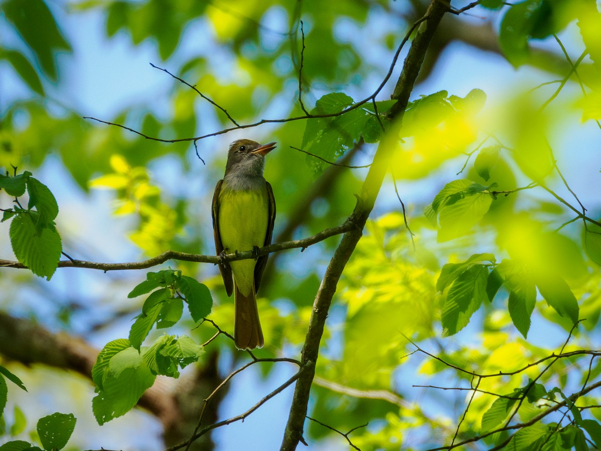Great Crested Flycatcher - ML617983384