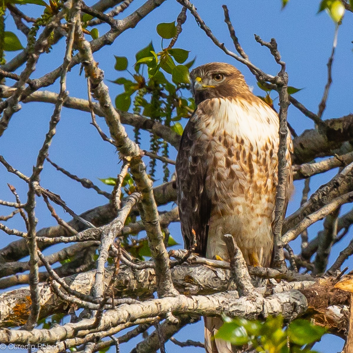 Red-tailed Hawk - ML617983403