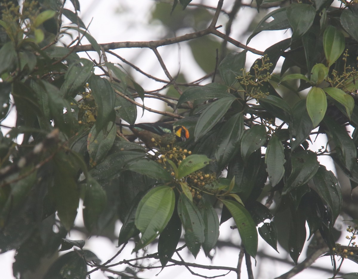 Flame-faced Tanager - ML617983407