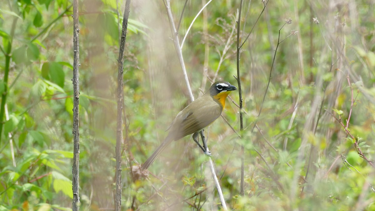 Yellow-breasted Chat - ML617983424