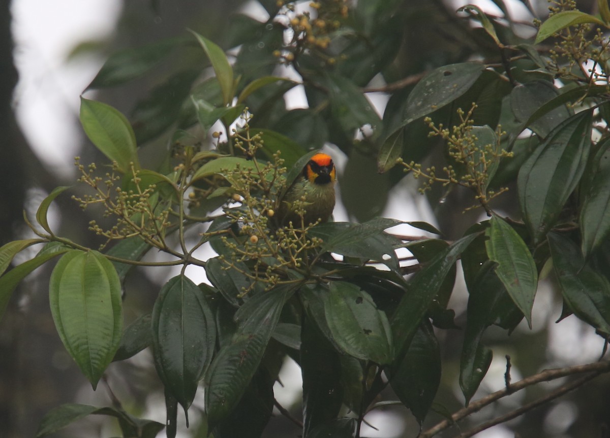 Flame-faced Tanager - ML617983445