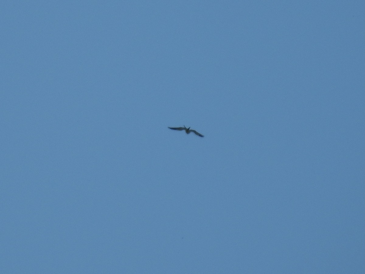 Swallow-tailed Kite - ML617983451