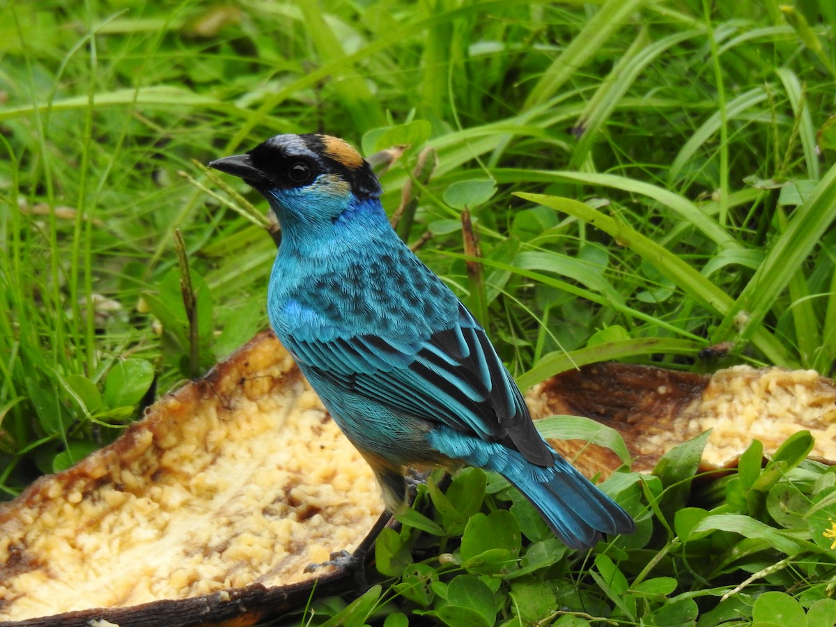 Golden-naped Tanager - ML617983479