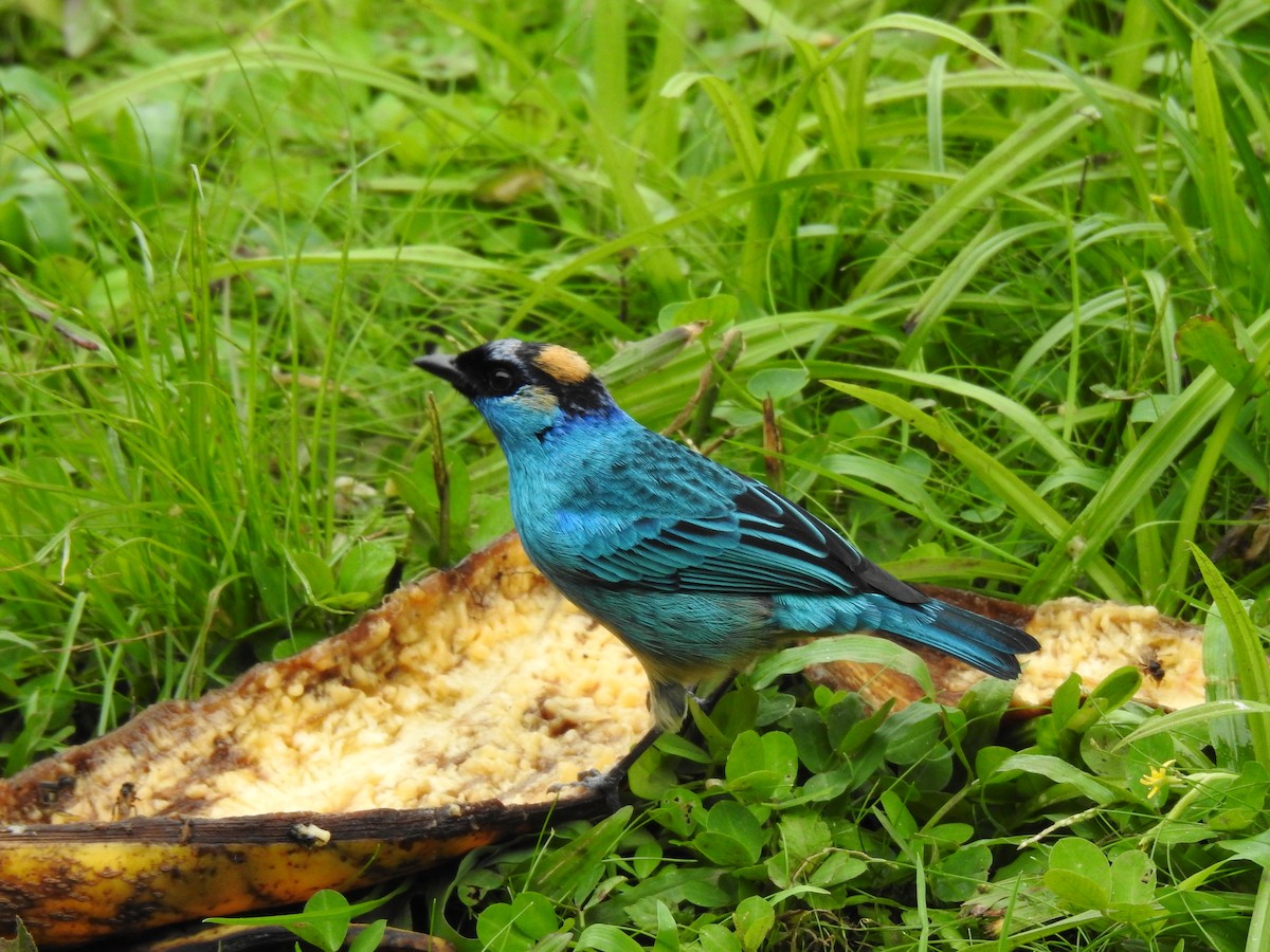 Golden-naped Tanager - ML617983480