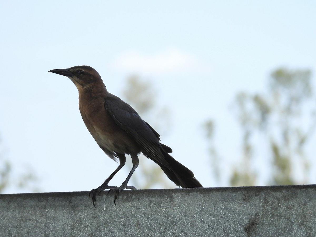 Boat-tailed Grackle - ML617983487