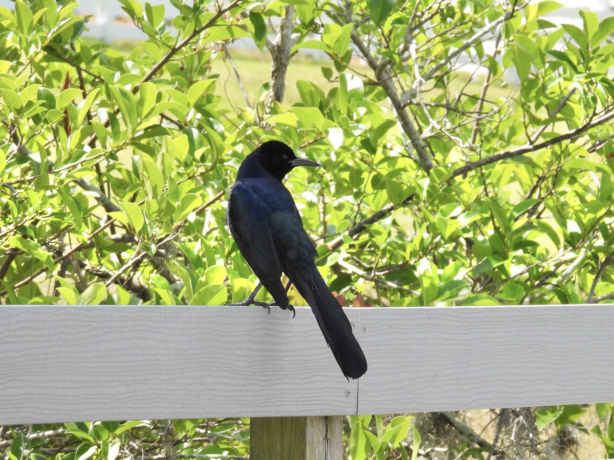 Boat-tailed Grackle - ML617983488