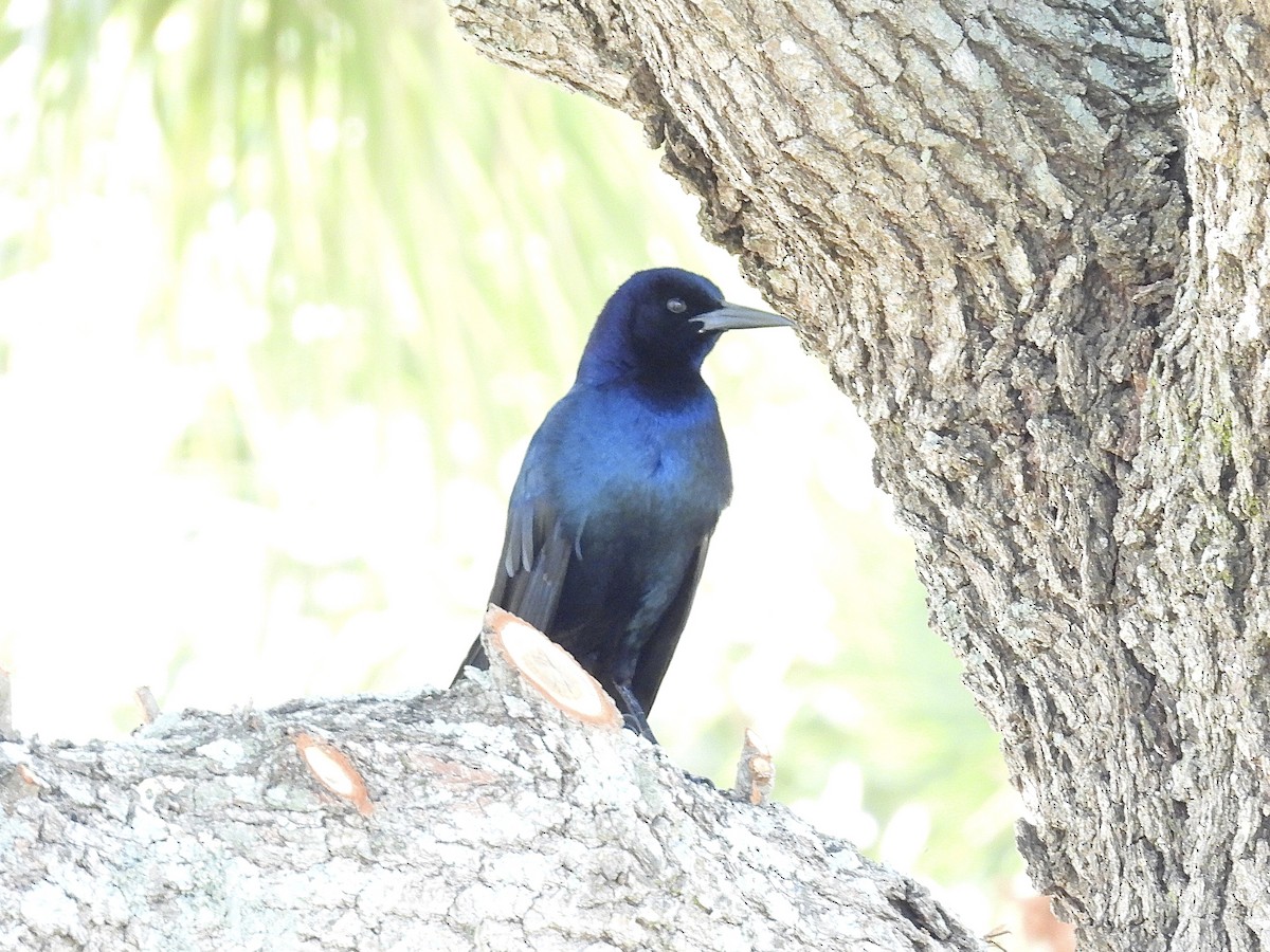 Boat-tailed Grackle - ML617983489