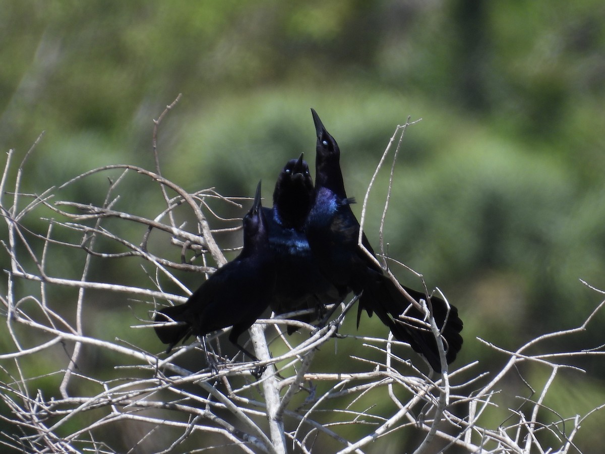 Boat-tailed Grackle - ML617983492