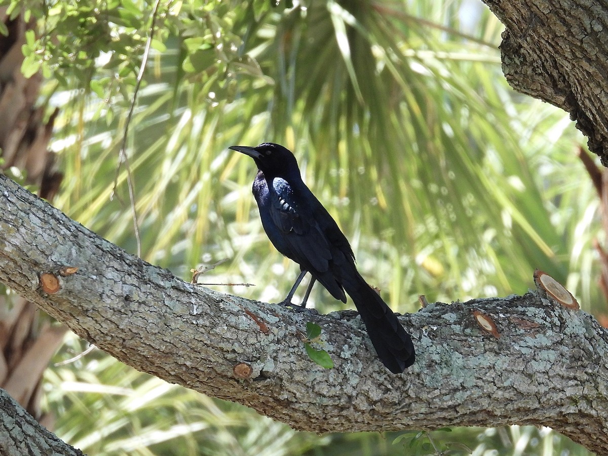 Boat-tailed Grackle - ML617983498