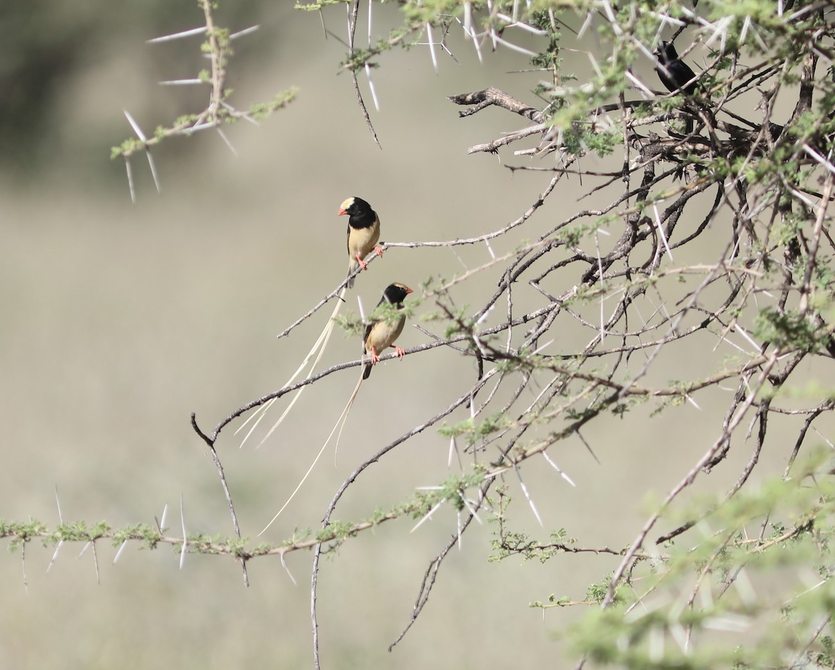 Straw-tailed Whydah - ML617983561