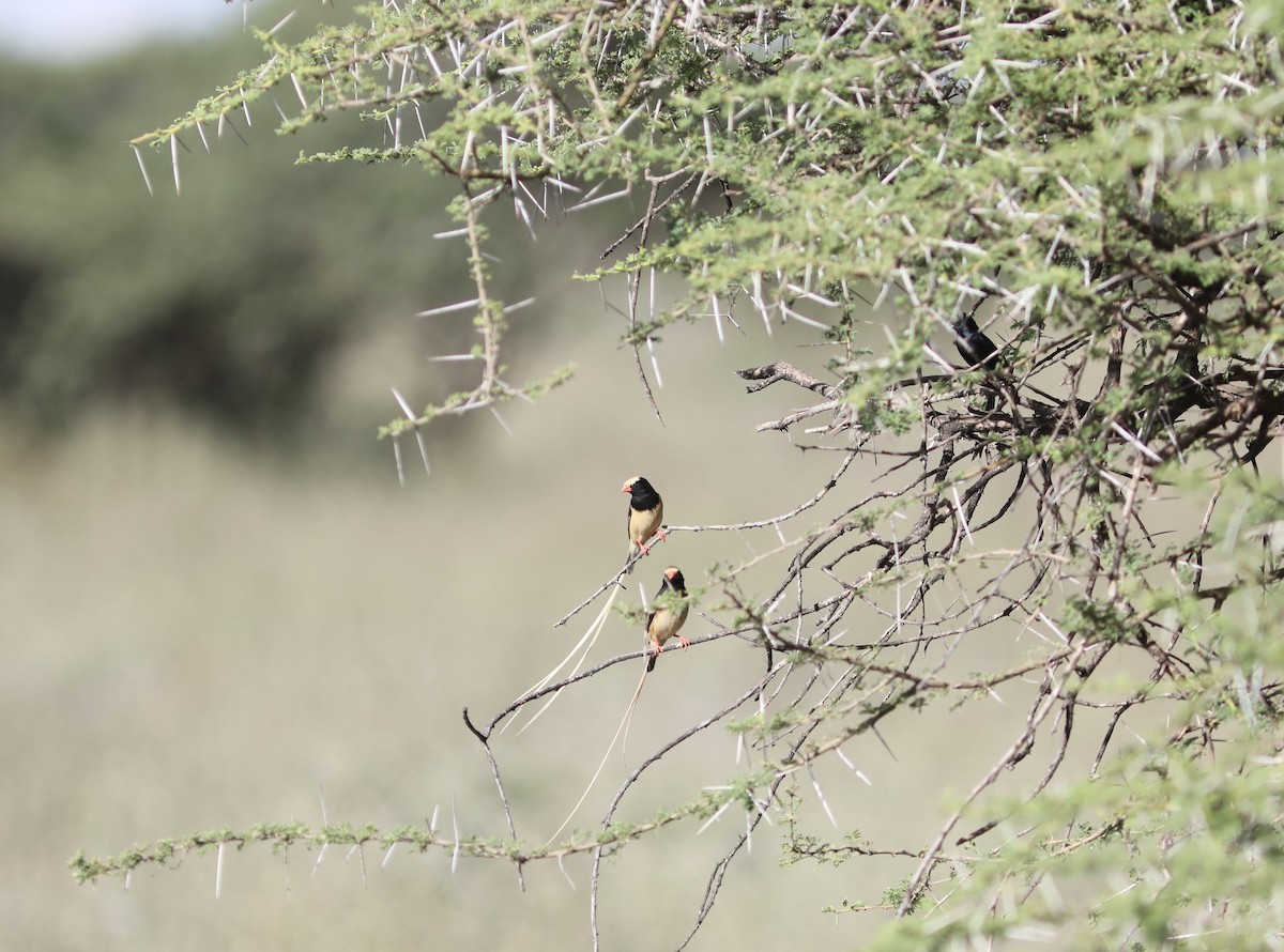 Straw-tailed Whydah - Rohan van Twest