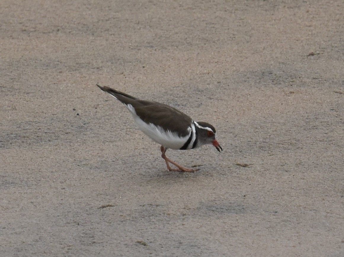 Three-banded Plover - ML617983564