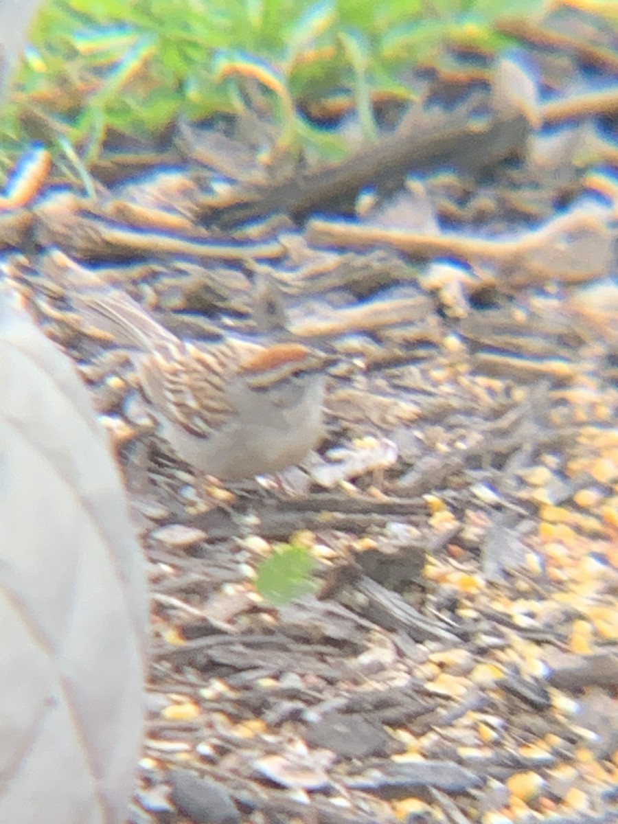 Chipping Sparrow - Manny Majorins
