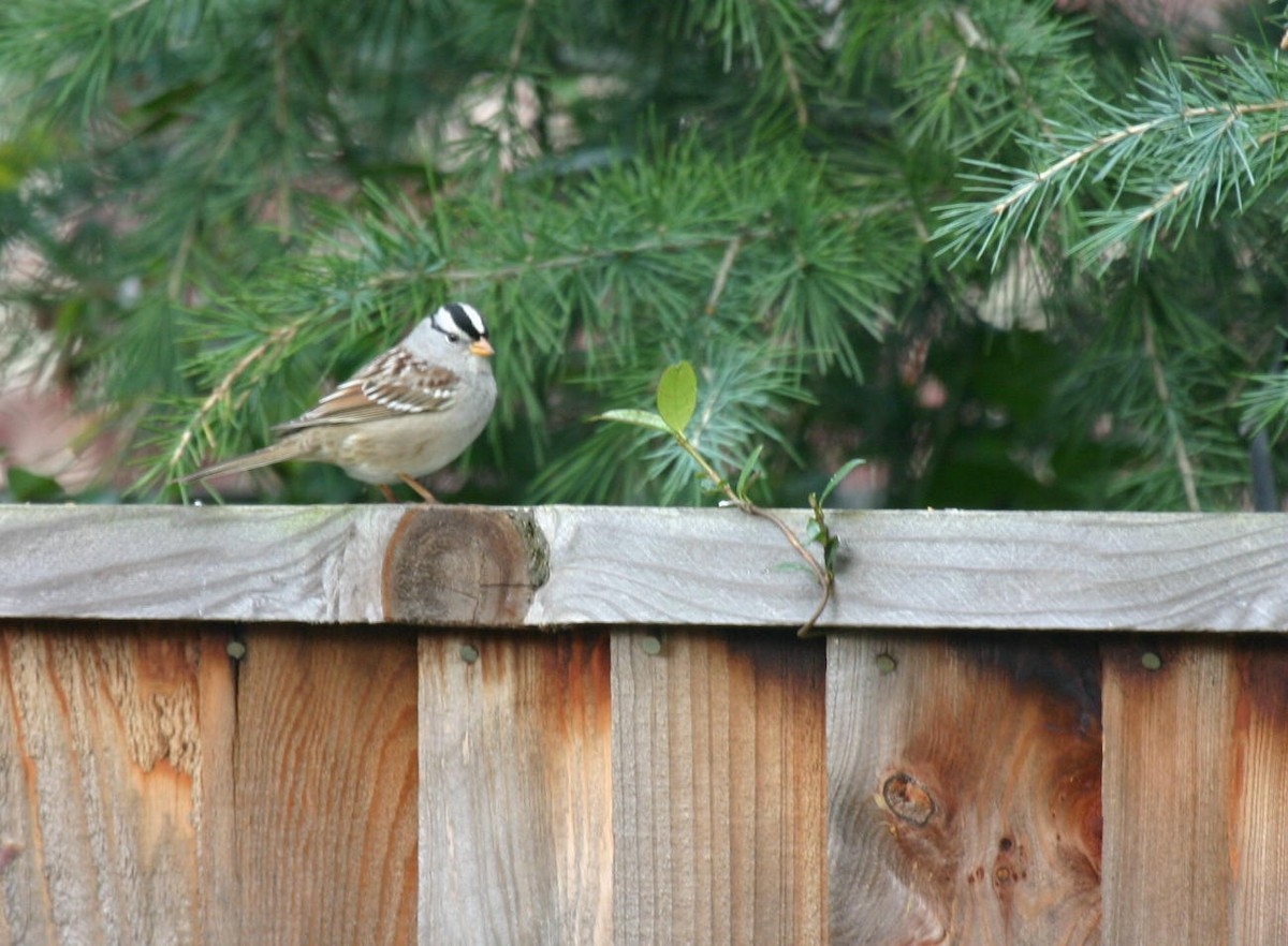 White-crowned Sparrow - ML617983632