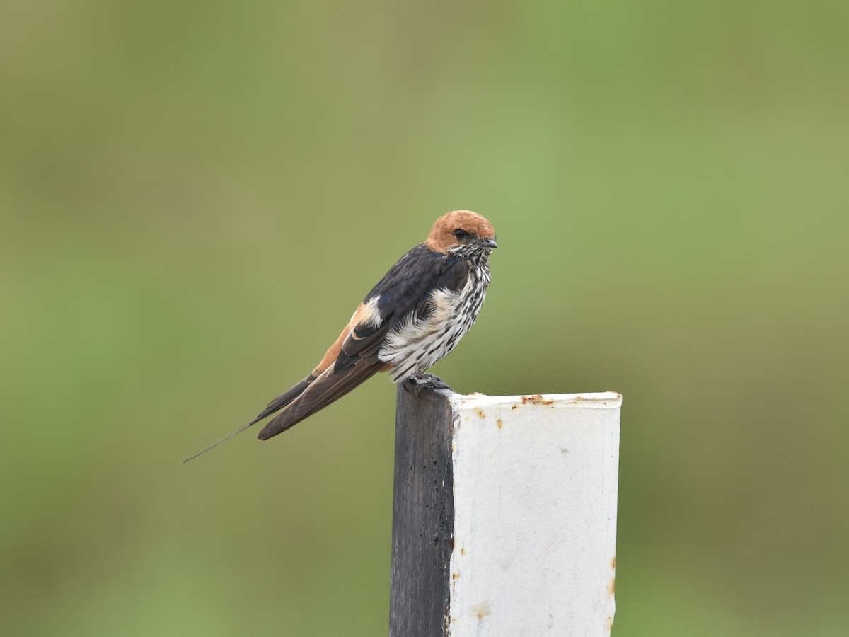 Lesser Striped Swallow - ML617983639